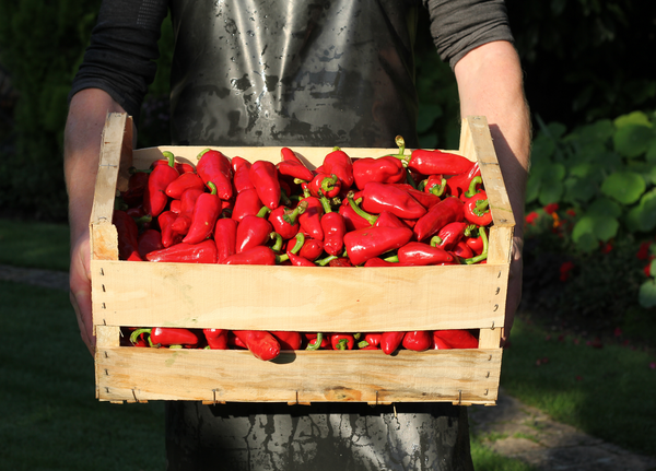 Piment Gorria