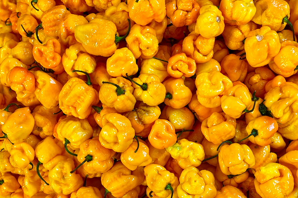 Plusieurs Carolina Reaper jaunes