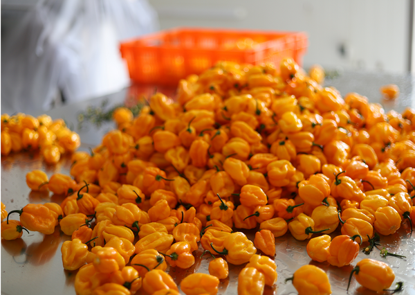 Beaucoup de piments Carolina Reaper jaunes sur une table