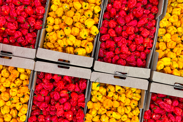 LES 10 PIMENTS LES PLUS FORTS DU MONDE