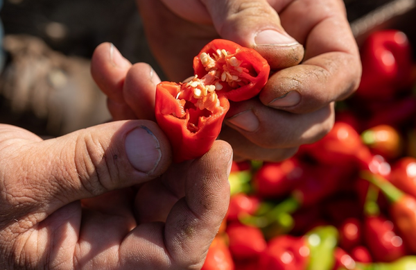 Piment rouge ouvert en deux