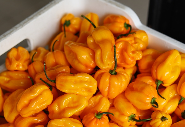 Caisse remplie de piments Habanero jaunes